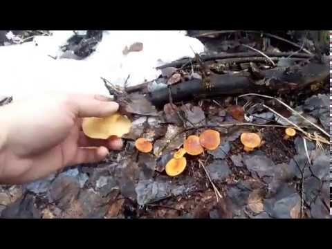 When honey mushrooms appear in Voronezh, in the Voronezh region: collection season in 2022