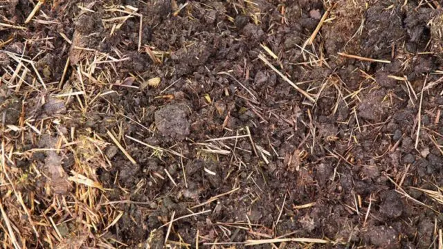 When is it better to apply manure to the soil for potatoes: in autumn or spring