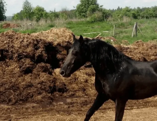 When is it better to apply manure to the soil for potatoes: in autumn or spring