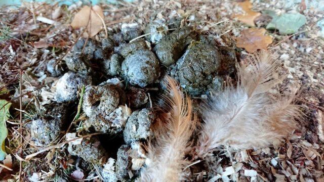 When is it better to apply manure to the soil for potatoes: in autumn or spring