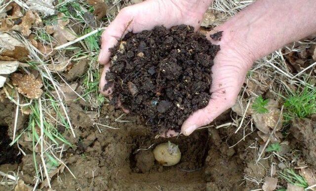 When is it better to apply manure to the soil for potatoes: in autumn or spring