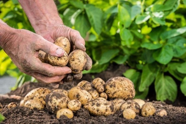 When is it better to apply manure to the soil for potatoes: in autumn or spring