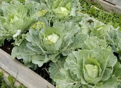 When is it better to ferment (salt) cabbage according to the lunar calendar