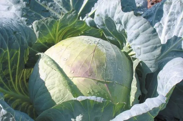 When is it better to ferment (salt) cabbage according to the lunar calendar