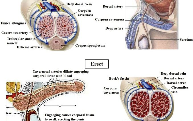 When masculinity fails. How to treat erectile dysfunction?