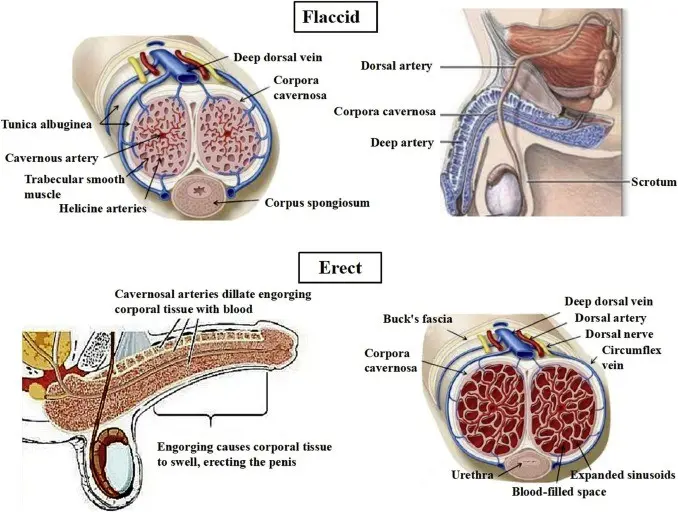 When masculinity fails. How to treat erectile dysfunction?