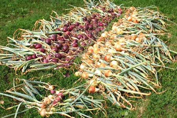 When onions are removed from the garden in the Urals