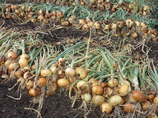 When onions are removed from the garden in the Urals