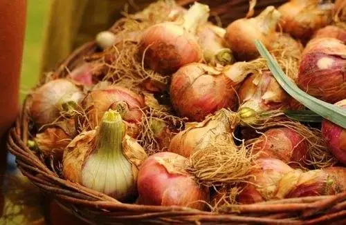 When onions are removed from the garden in the Urals