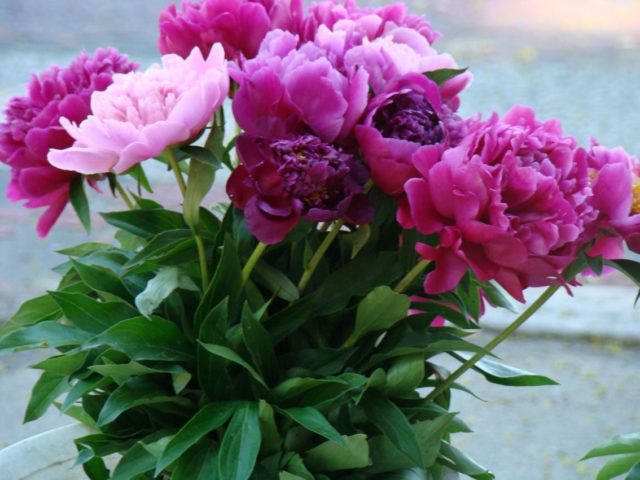 When peonies bloom in Our Country: in the Moscow region and other regions