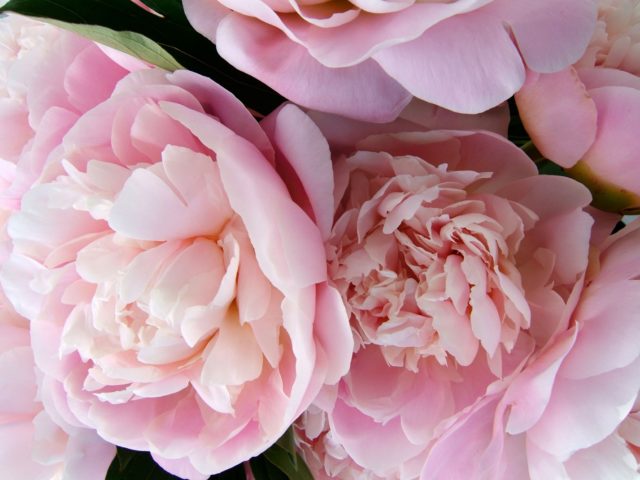 When peonies bloom in Our Country: in the Moscow region and other regions