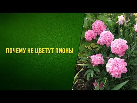 When peonies bloom in Our Country: in the Moscow region and other regions