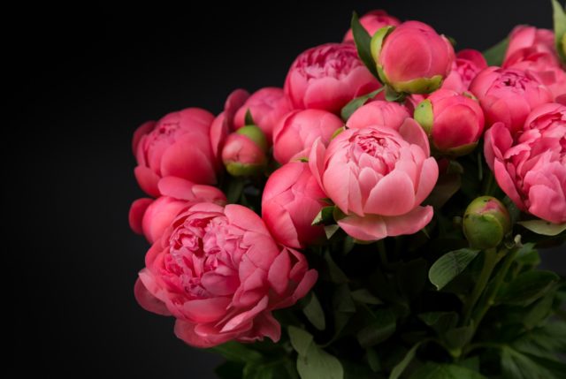 When peonies bloom in Our Country: in the Moscow region and other regions