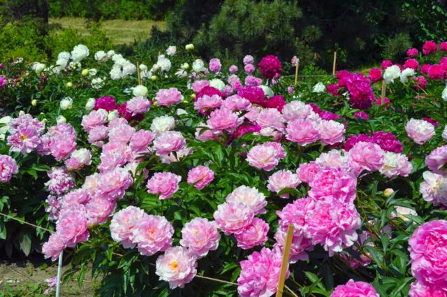 When peonies bloom in Our Country: in the Moscow region and other regions