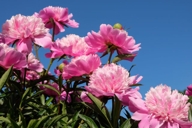 When peonies bloom in Our Country: in the Moscow region and other regions