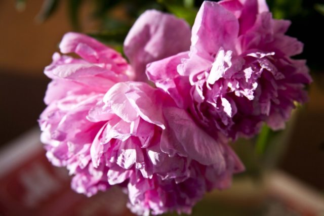 When peonies bloom in Our Country: in the Moscow region and other regions