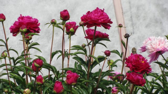 When peonies bloom in Our Country: in the Moscow region and other regions