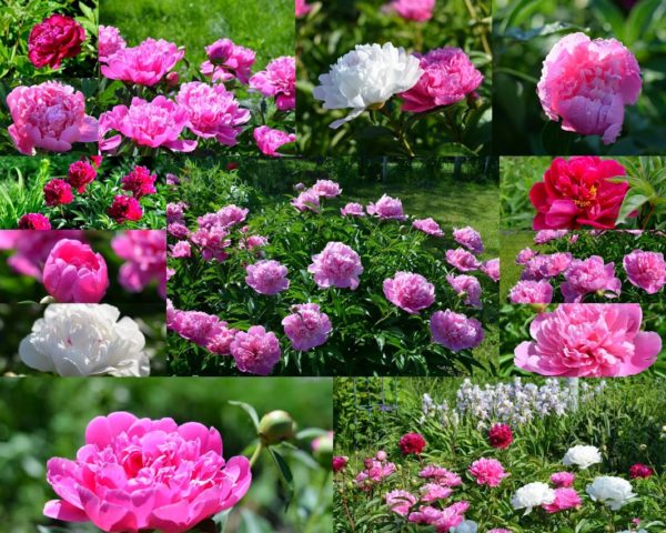 When peonies bloom in Our Country: in the Moscow region and other regions