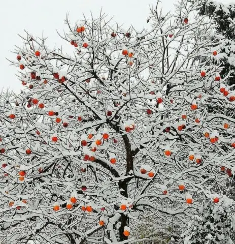 When persimmon ripens in Our Country