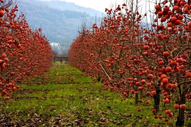 When persimmon ripens in Our Country