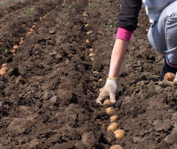 When potatoes are planted in the Moscow region in 2022: in spring, in May