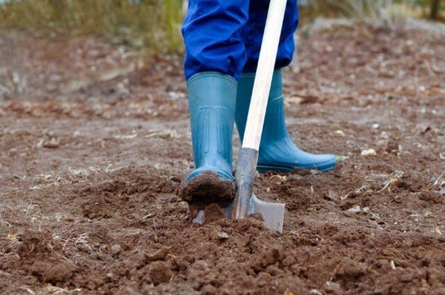 When potatoes are planted in the Moscow region in 2022: in spring, in May