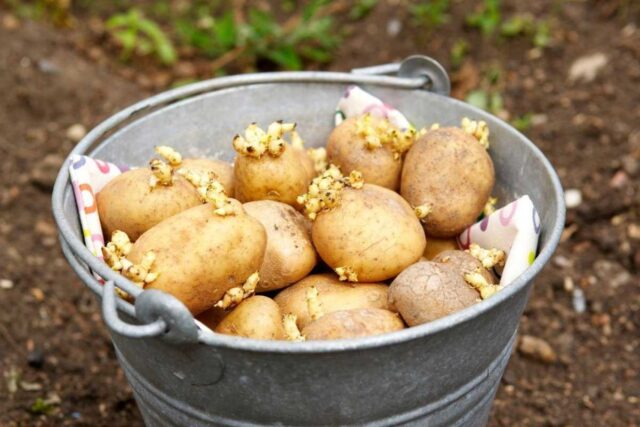 When potatoes are planted in the Moscow region in 2022: in spring, in May