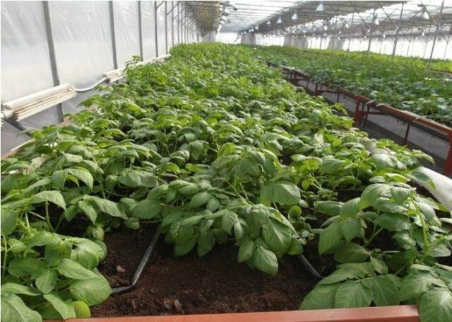 When potatoes are planted in the Moscow region in 2022: in spring, in May