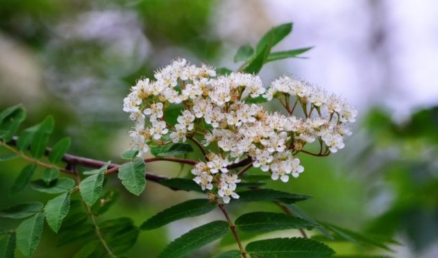 When rowan blossoms and what to do if it does not bloom