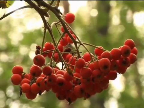 When rowan blossoms and what to do if it does not bloom