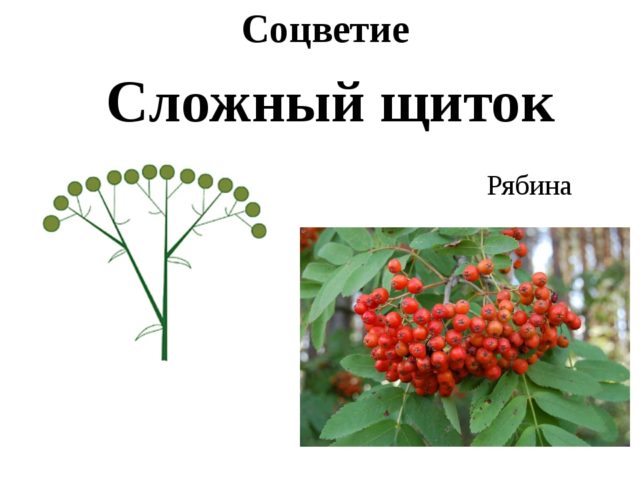 When rowan blossoms and what to do if it does not bloom