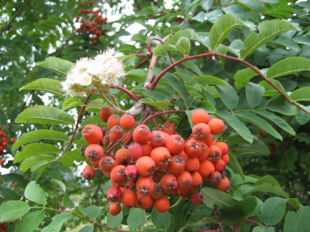 When rowan blossoms and what to do if it does not bloom