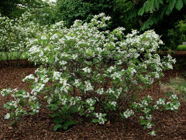 When rowan blossoms and what to do if it does not bloom