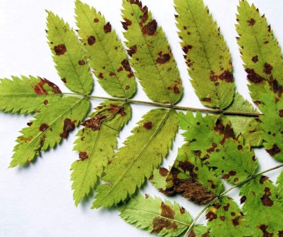 When rowan blossoms and what to do if it does not bloom