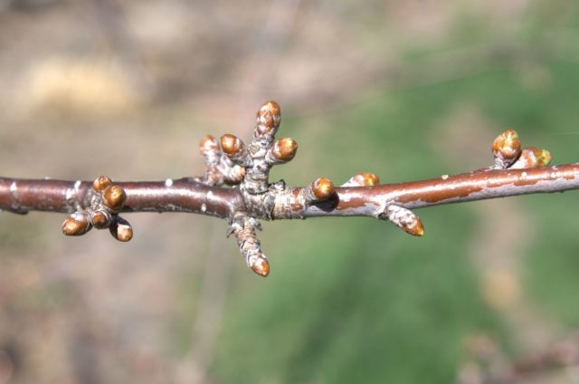 When the buds (leaves) bloom at the cherry in spring