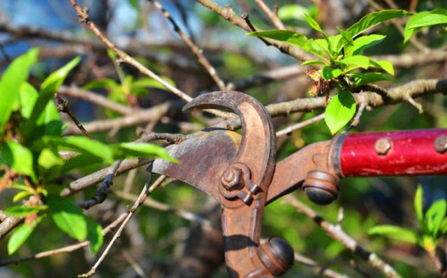 When the buds (leaves) bloom at the cherry in spring