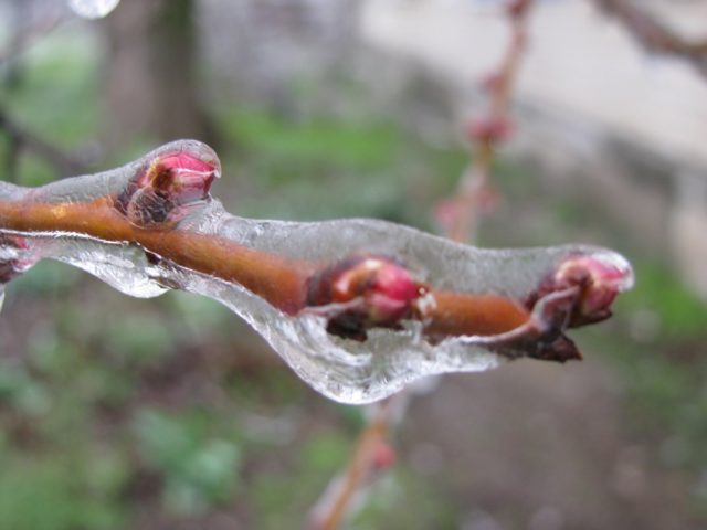 When the buds (leaves) bloom at the cherry in spring