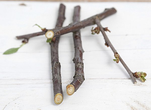 When the buds (leaves) bloom at the cherry in spring