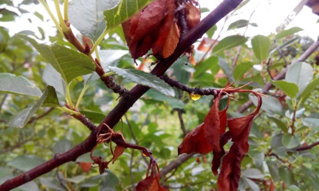 When the buds (leaves) bloom at the cherry in spring