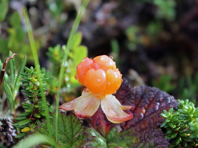 When the cloudberries ripen