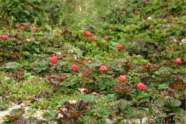 When the cloudberries ripen