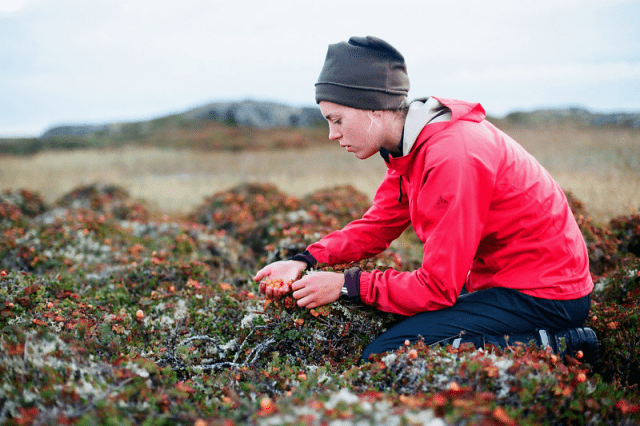 When the cloudberries ripen