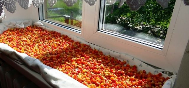 When the cloudberries ripen