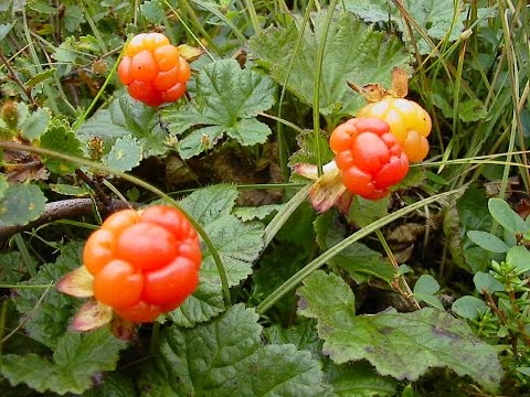 When the cloudberries ripen