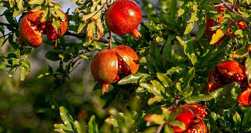 When the pomegranate sings and why it does not bear fruit