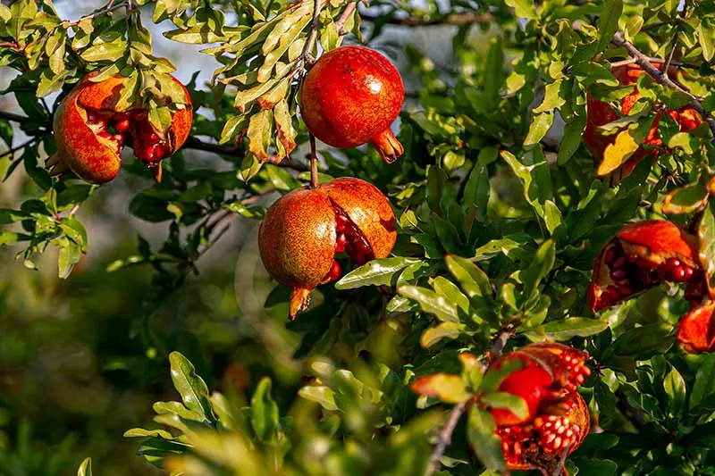 When the pomegranate sings and why it does not bear fruit