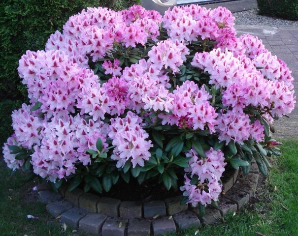 When the rhododendron blooms and what to do if it does not bloom