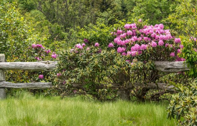 When the rhododendron blooms and what to do if it does not bloom