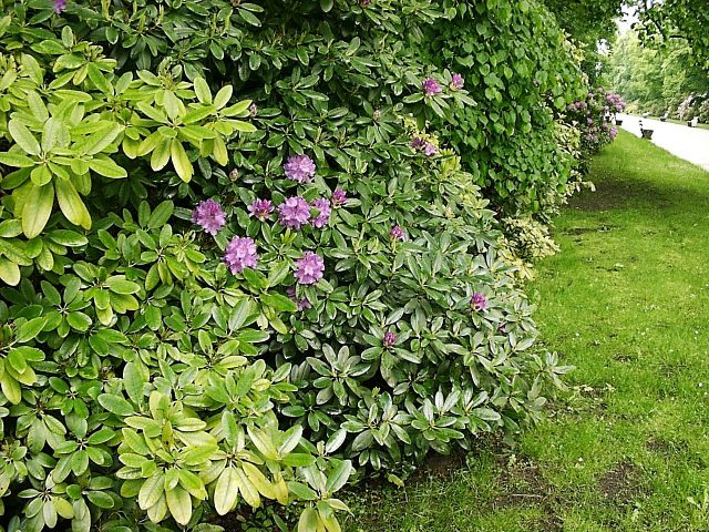 When the rhododendron blooms and what to do if it does not bloom