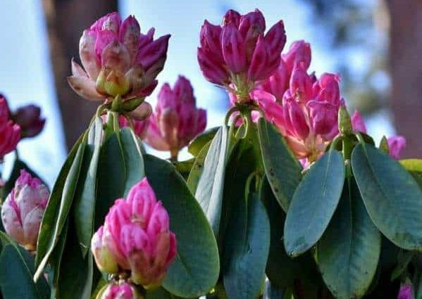 When the rhododendron blooms and what to do if it does not bloom